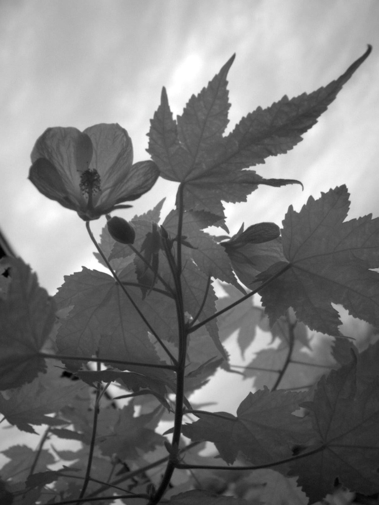 black and white flowers photography. the lack-and-white photo